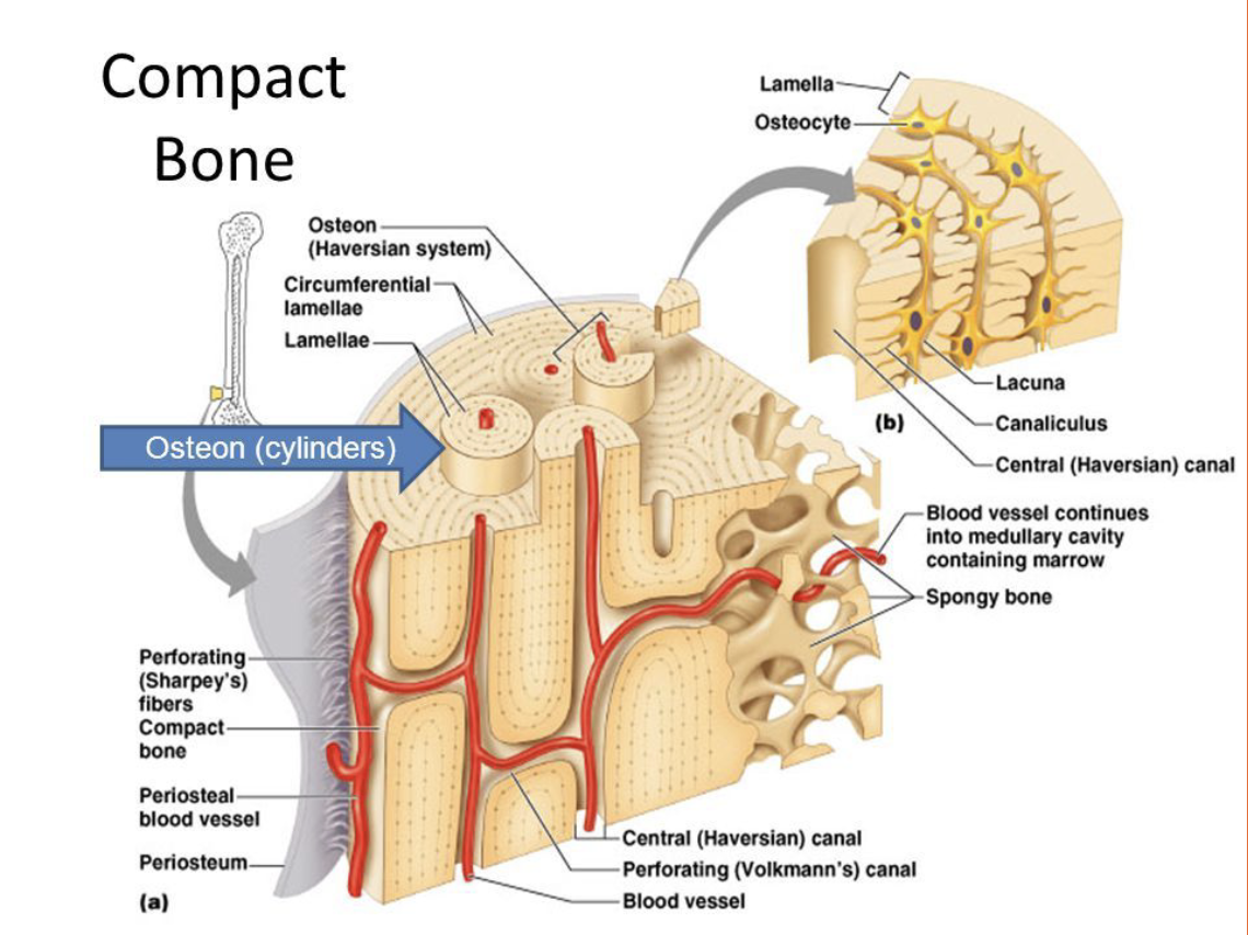 <p>Dense, rigid bone usually on bone shaft (diaphysis)</p><p></p>