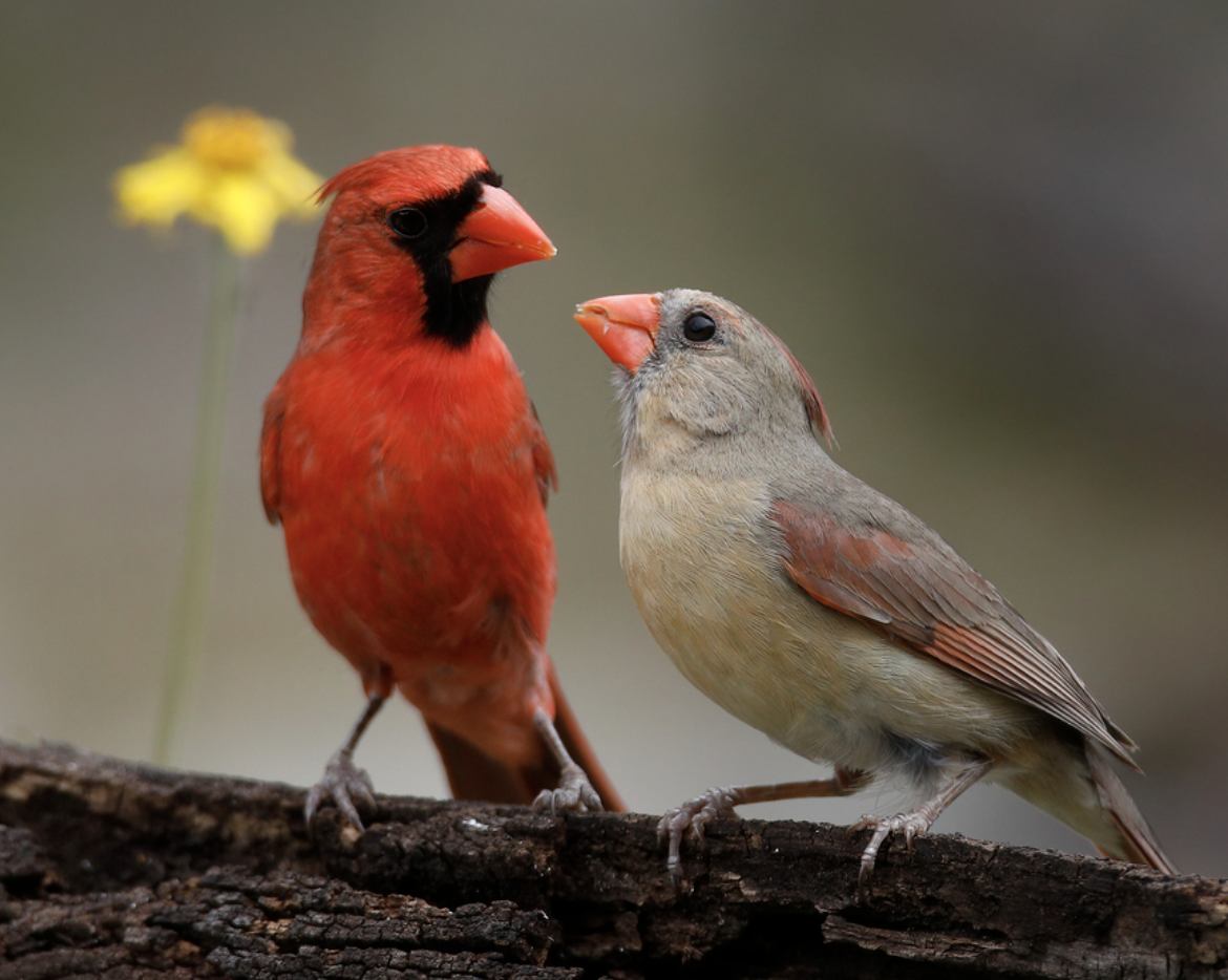 <p>What is this bird?</p>