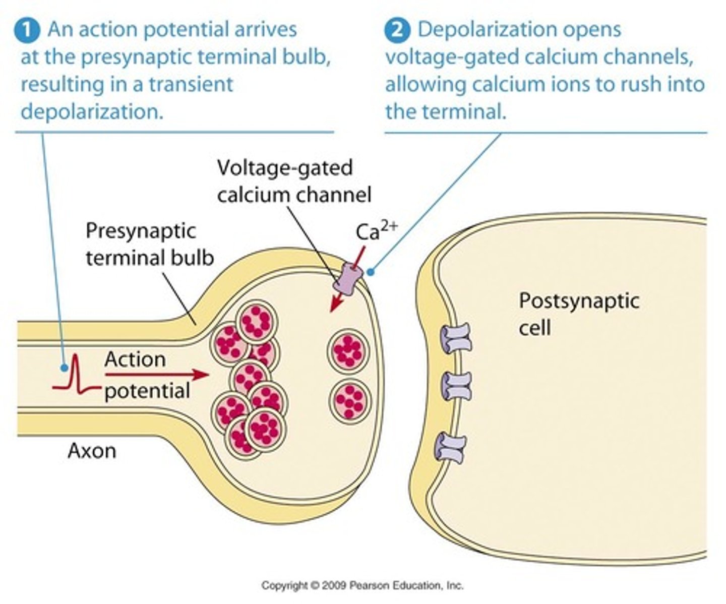 <p>An action potential (AP) in the presynaptic cell.</p>