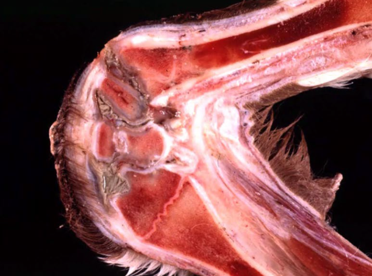 <p>What is the etiology?</p><p>A-Arcanobacterium pyogenes</p><p>B-Mycobacterium bovis</p><p>C-Pasteure/la multocida</p><p>D-Hemophilus somni</p>