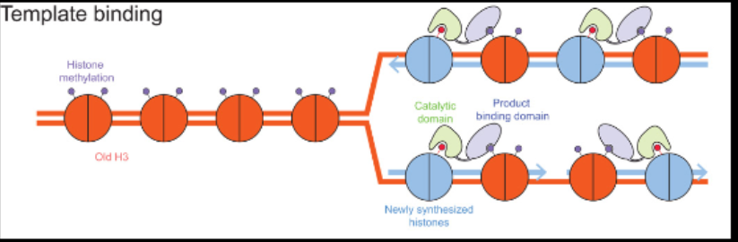 <ul><li><p>Eukaryotic DNA is complex and packaged for stability with histone proteins. It has 8 histone proteins, with DNA wrapped around it. During replication, the DNA needs to unwrap, and histones need to be removed so that all DNA can be replicated. </p><ul><li><p>1: original nucleosome is removed </p></li><li><p>2: some old histones find their way to their location on the new strand</p></li><li><p>3: new histones are made and attach to old histones</p></li></ul></li><li><p></p></li></ul><p></p>