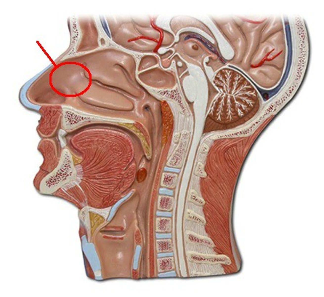 <p>A hollow space behind the nose that regulates the flow of air into the respiratory system</p>