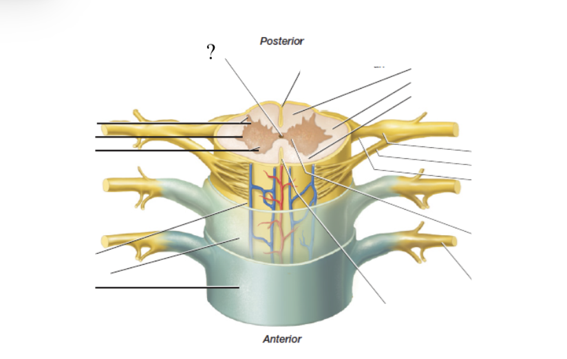 <p>pathway traveling with the spinal cord located in the midline and center of the spinal cord where CSF flows as wells </p><ul><li><p>closed in adults but open in children</p></li></ul><p></p>