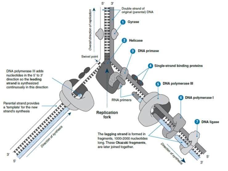 Recall each enzymes function