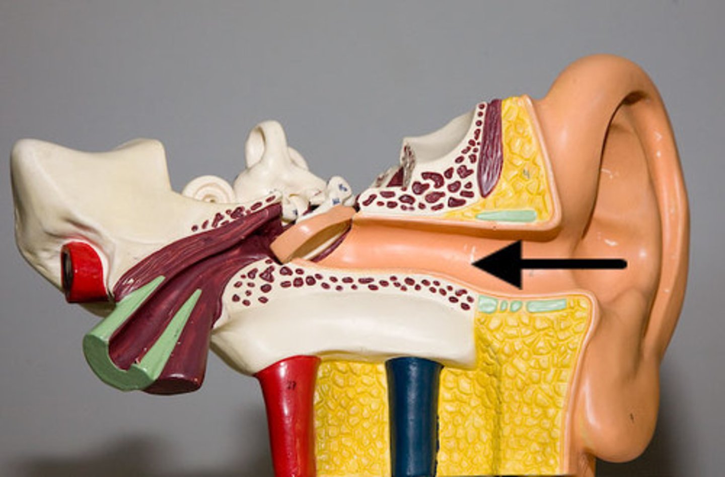 <p>transmits sound waves from the auricle to the tympanic membrane of the middle ear</p>