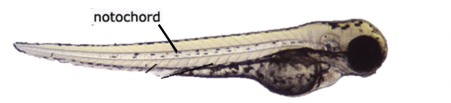 <ul><li><p>mesoderm</p></li><li><p>provides scaffolding, above gastrointestinal tract</p></li><li><p>allows animal to flex it body left and right</p></li><li><p>all triploblastic animals have this in some point in their life history</p></li><li><p>in humans, it’s a gel-filled pad remnant in vertebral disk <strong>(nucleus pulposus)</strong></p><ul><li><p>mainly replaced by the vertebral column </p></li></ul></li><li><p>hydrostatic organ w/ elastic properties </p></li><li><p></p><img src="https://knowt-user-attachments.s3.amazonaws.com/8ad503f4-1250-4451-b1f3-a815fb7079e2.png" data-width="100%" data-align="center"></li></ul><p></p>