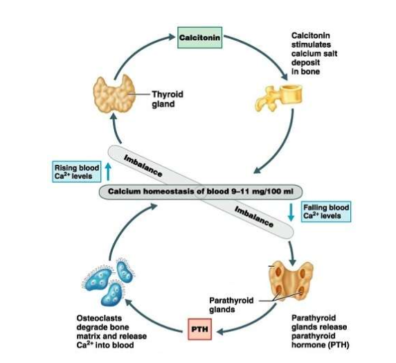 <p>What happens when plasma calcium levels fall?</p>