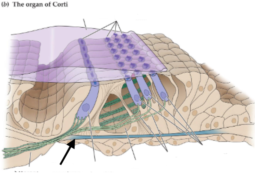 term image