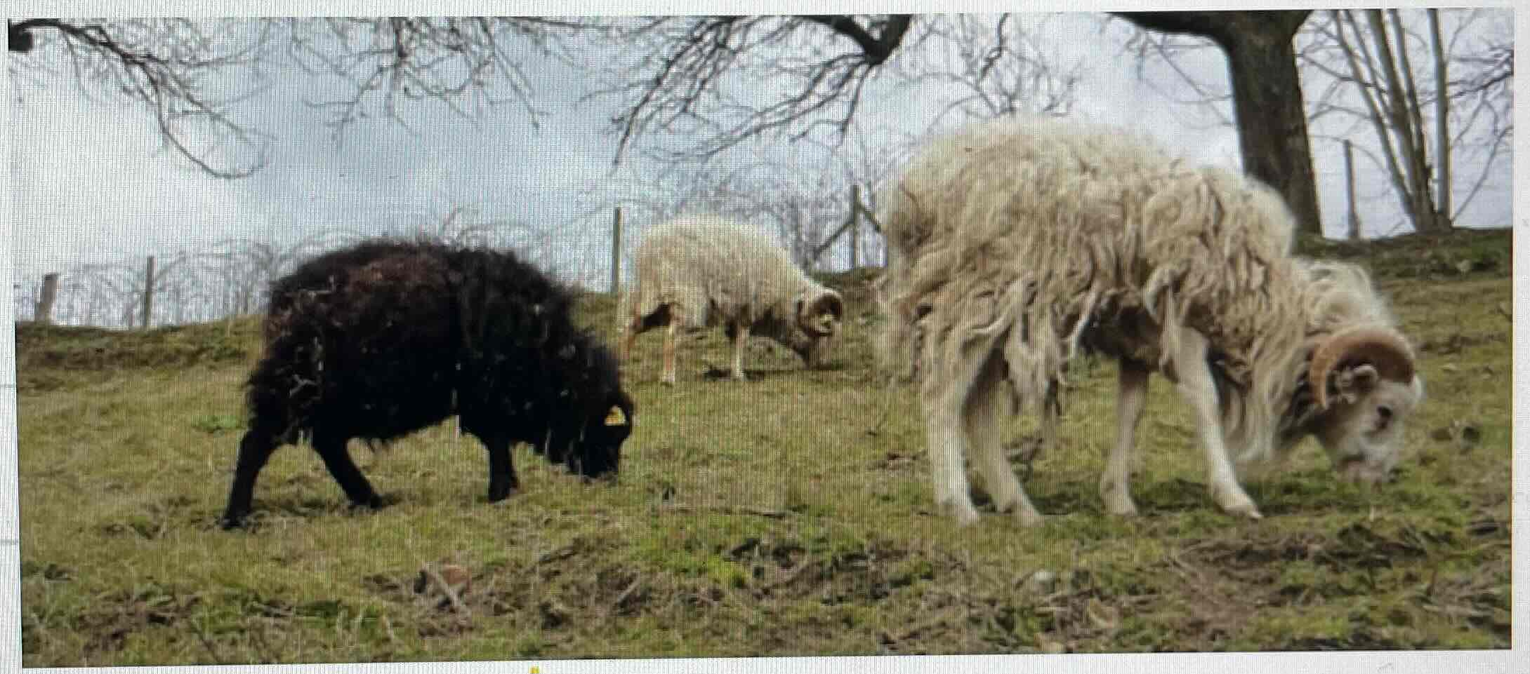 <p>Ouessant and Breton dwarf sheep were isolated on an island and evolved to become a new breed due to changes</p>