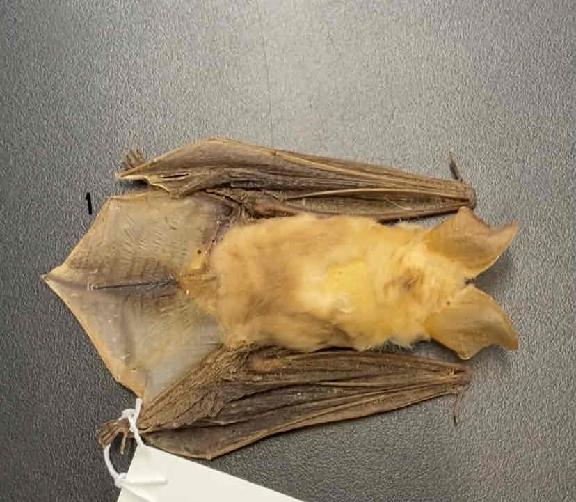 <ul><li><p>Order- Chiroptera</p></li><li><p>Fam- Vespertilionidae</p></li></ul><p>Large pale colored bat. bases of hairs light tips dusky. usually with a large light spot between the shoulders. underparts pale. long ears and blunt snout. insectivores and nocturnal</p>