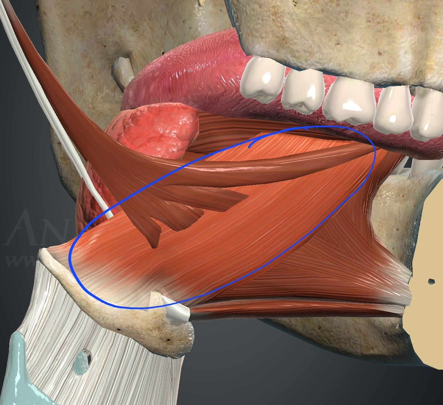 <p>What muscle is this?</p>