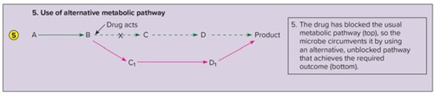 <p>bacteria get enzymes to go around antibodies using a different synthesis pathway.</p><p>mutations caused by gene transfer!</p>