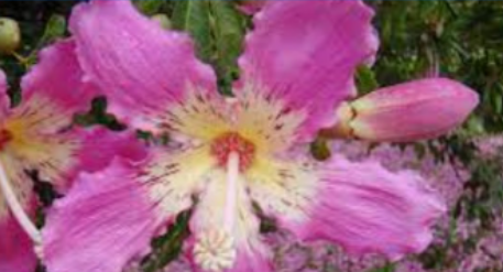 <p>Silk floss tree</p>