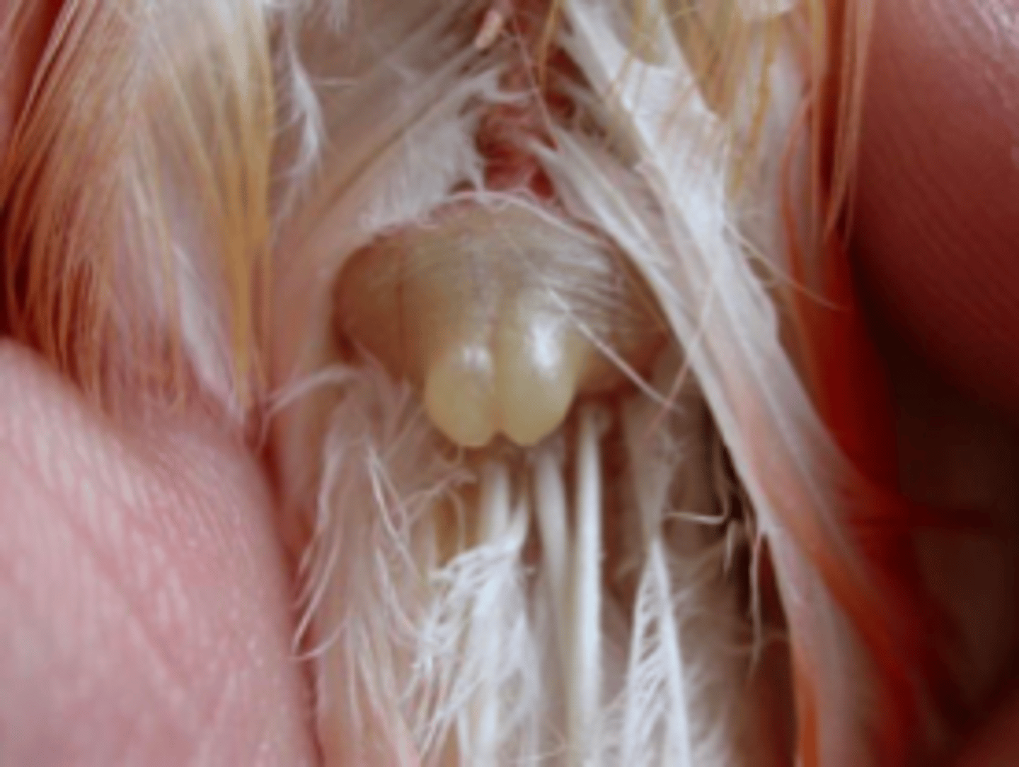 <p>gland located laterally to the tail feather attachment that secretes oil used to waterproof or preen feathers</p>