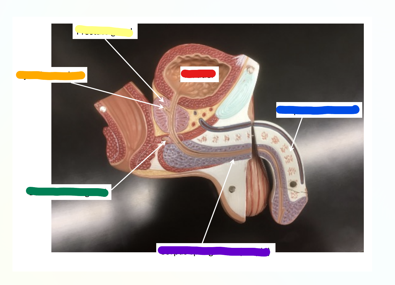 <p>What is indicated by the Orange Section?</p>