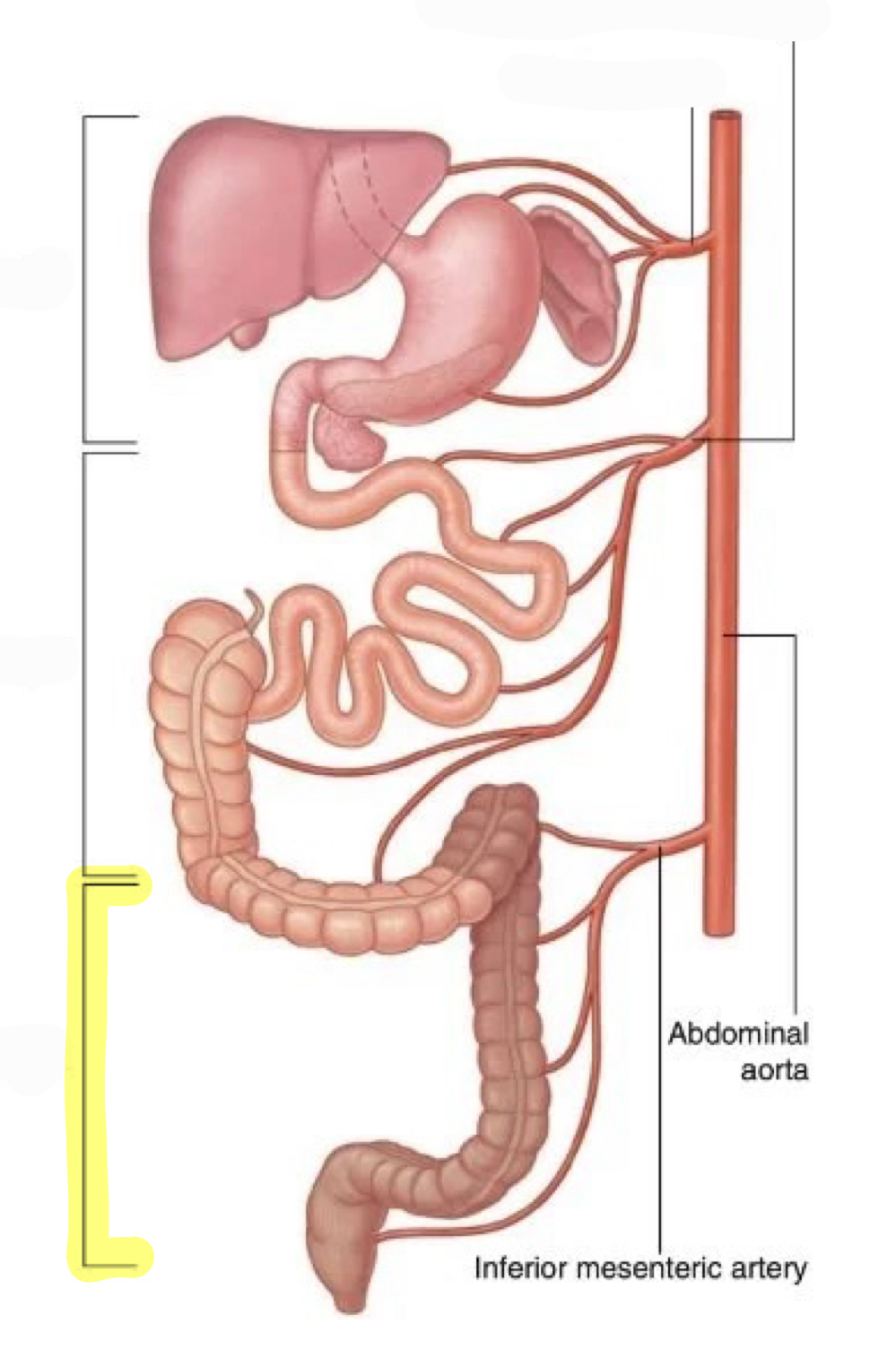 <p>inferior mesenteric artery</p>
