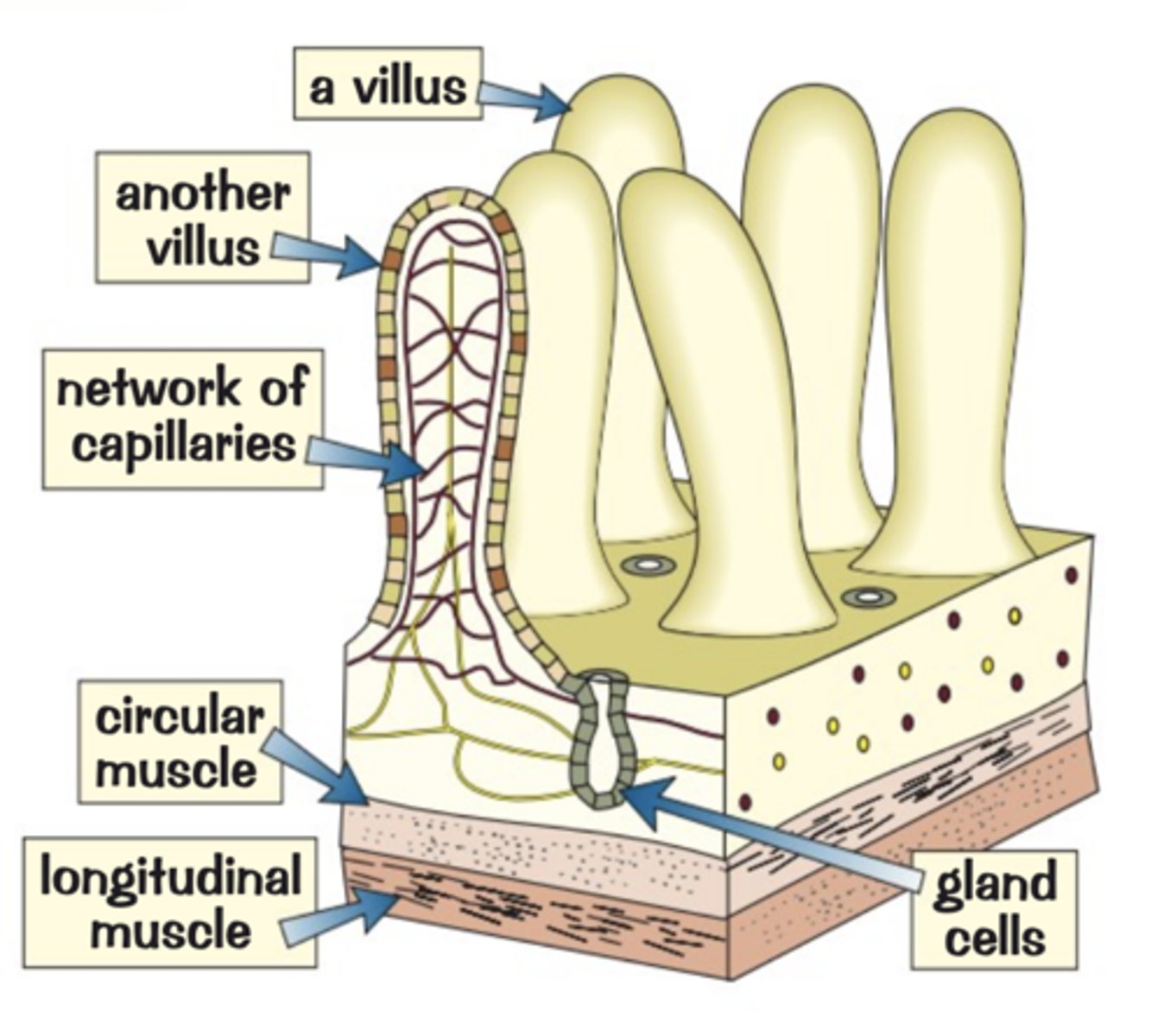 <p>thin walls- single layer of surface cells</p><p>large surface area</p><p>good blood supply close to the surface to assist absorption</p>