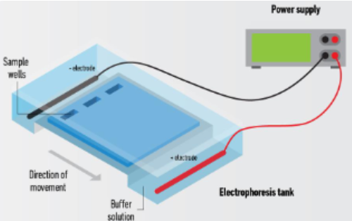 <ul><li><p><span>A technique used to separate DNA fragments by size</span></p></li><li><p><span>DNA is negatively charged; therefore, it will move toward the positively charged anode (+) when an electric current is applied to the gel</span></p></li><li><p><span>Gel electrophoresis uses three main ingredients:</span></p><ul><li><p><span>Agarose</span></p></li><li><p><span>Buffer (usually TBE or TAE)</span></p></li><li><p><span>Ethidium bromide</span></p></li></ul></li></ul><p></p>