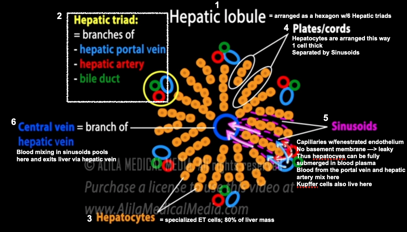 <ol><li><p>Liver = colection of Hepatic lobules —> hexagonal crosssection</p></li><li><p>Each of the 6 points houses a Hepatic Triad = branch of Hepatic Portal Vein + Hepatic Artery + Bile Duct</p></li><li><p>Bulk of lobule mass = Hepatocytes (specialized ET)</p></li><li><p>Hepatocytes arrange into plates/cords 1 cell thick, separated by Sinusoids</p></li><li><p>Sinusoids = Capillaries w/fenestrated endothelium + No basement membrane —> leaky</p></li></ol><ul><li><p>Blood from the portal vein and hepatic artery mix here —> hepatocytes can be fully submerged in blood plasma</p></li><li><p>Kupffer cells also live here (immune defense)</p></li></ul><ol start="6"><li><p>Blood mixing in sinusoids pool here and ultimately exits via Hepatic Vein —> back to heart</p></li></ol><p></p>