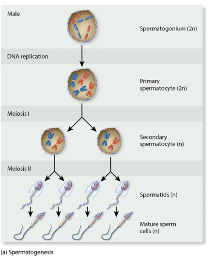 <p>4 haploid spermatids</p>