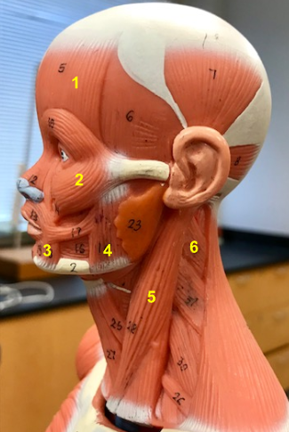 <p>What is the muscle indicated by the yellow 6? Function?</p>