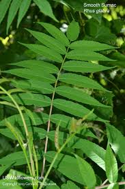 <p>what is the scientific name of&nbsp;Smooth Sumac</p>