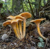 <p>Does the Yellow Chanterelle have gills?</p>