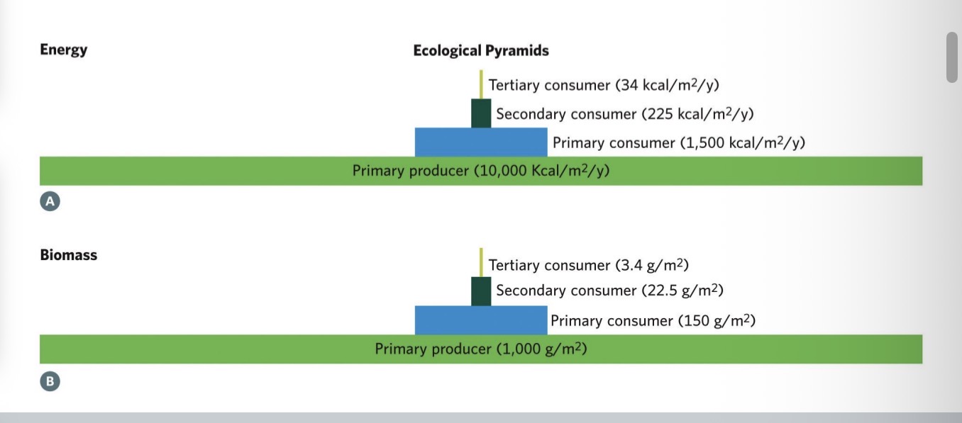<p><span><span>Limits on trophic energy transfer efficiency lead to trophic pyramids that can equivalently be expressed as the amount of energy or the amount of biomass contained within each trophic level</span></span></p>