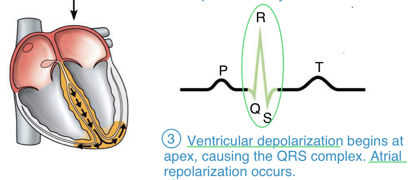 <ul><li><p>ventricular depolarization Q: ventricle starts to depolarize R: reaches a point where half tissue is depolarized; atria repolarize during this time S: ventricle fully depolarizes (measuring the potential, therefore if the whole tissue is depolarized, its potential is zero)</p></li></ul>