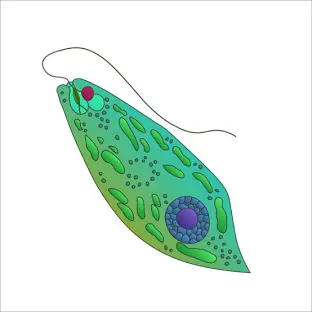 <p>What is the tail on the Euglena called?</p>