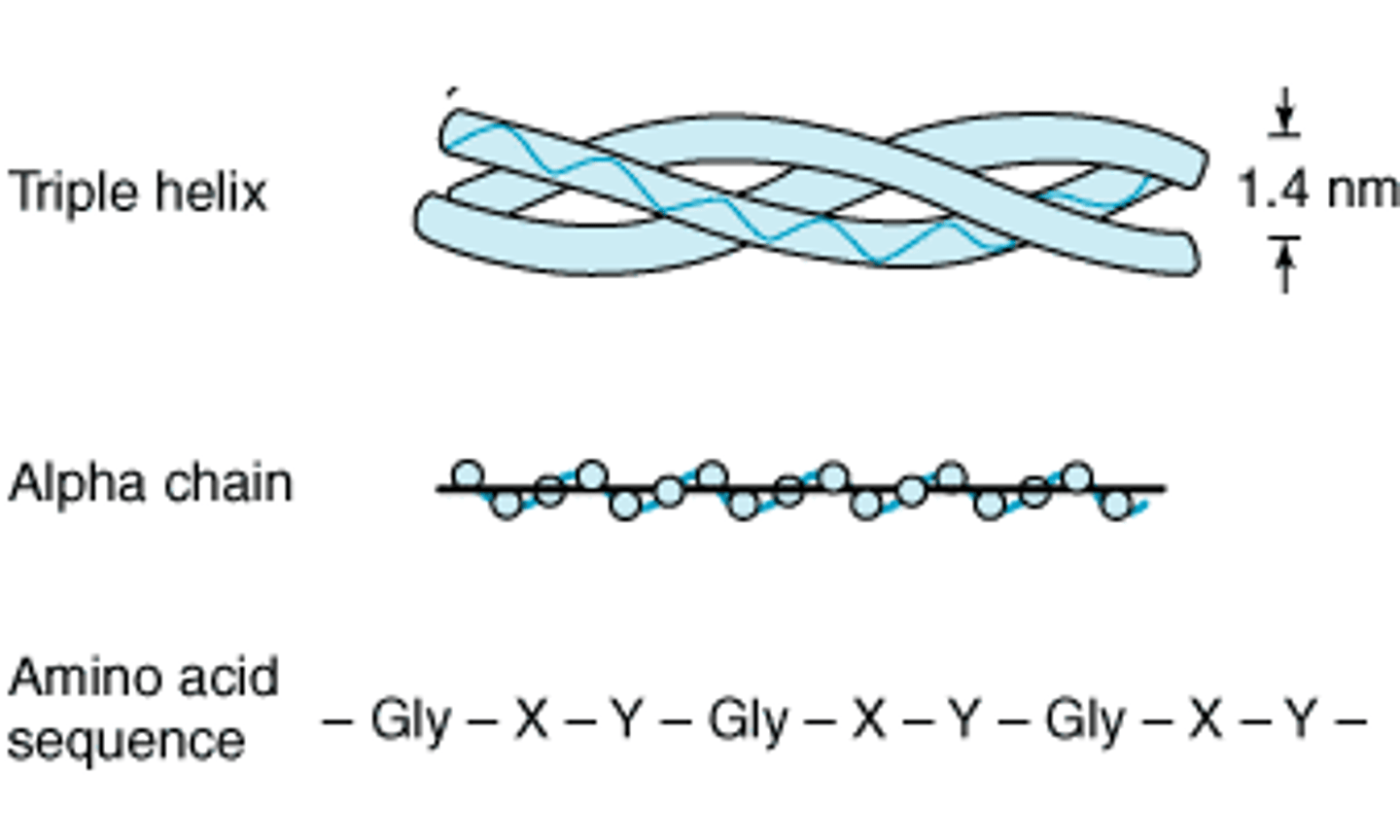 <p>composed of 3 helical polypeptide α chains; triple helix</p><p>- rich in proline, lysine, and glycine → found in repeating patterns of X-Y-Gly, where X is proline and Y is a modified form of either proline (hydroxyproline) or lysine (hydroxylysine)</p>