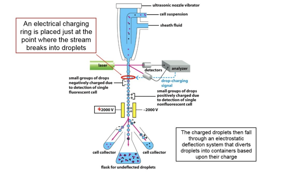 <ul><li><p>Uses an antibody bound to the cell surface</p></li><li><p><span><span>Identifies and sorts heterogeneous cell mixtures into distinct, highly pure populations based on specific light scattering and fluorescent characteristics</span></span></p></li></ul><p></p>