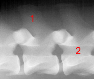 <p><span><span>Identify structure 1:</span></span></p>