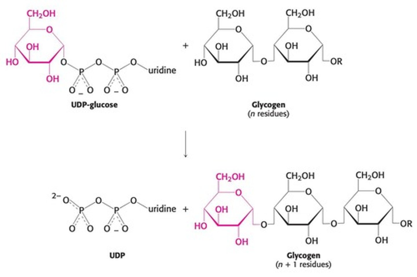 <p>Glycogen synthase, which adds glucose units to the growing glycogen chain.</p>