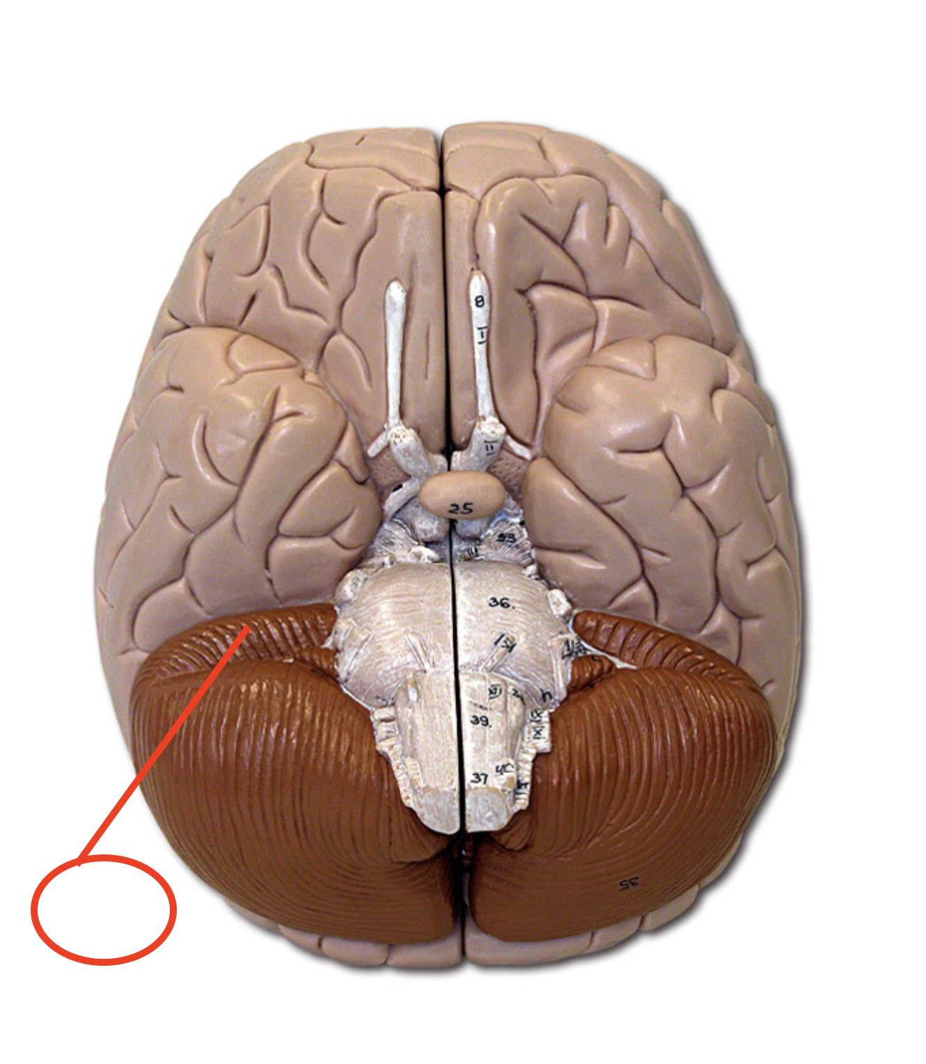 term image