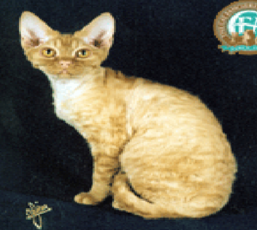term image