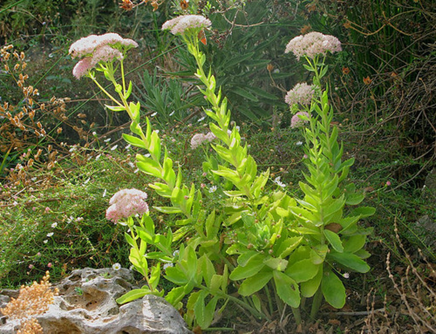 <p>käringkål, kärleksört</p>