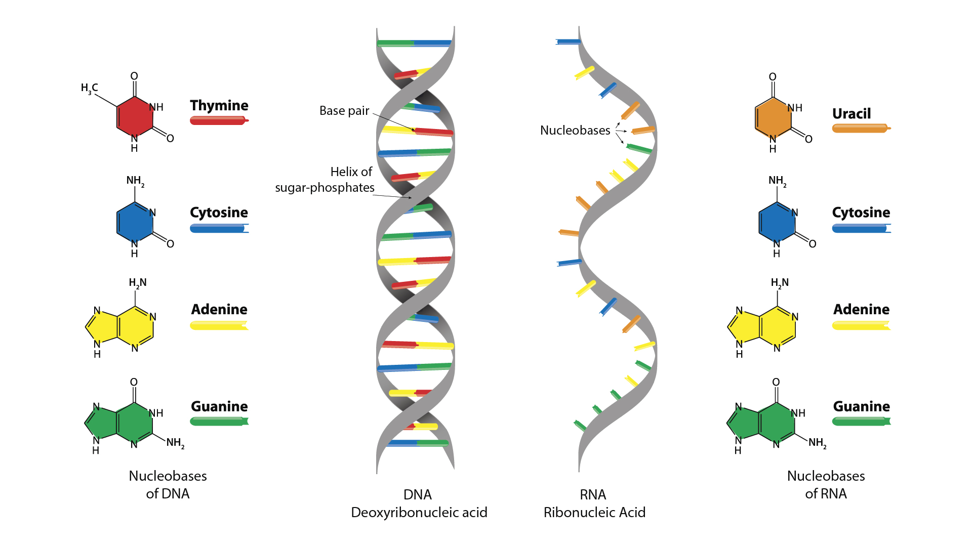 What are the nitrogeneous bases for DNA?