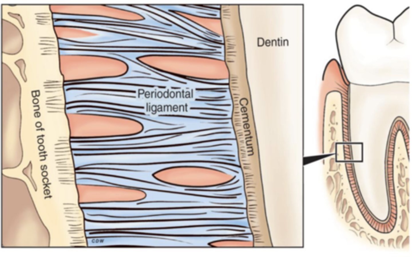 <p>The PDL is the fibrous connective tissue that surrounds and attaches the alveolar bone to the cementum</p>