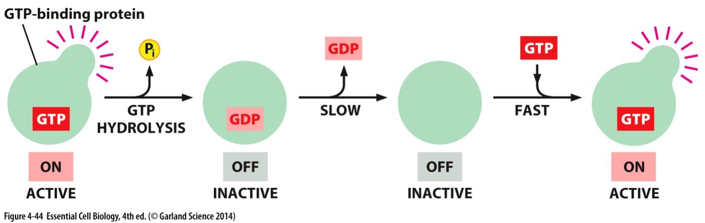 <p>GTP Binding Proteins </p>