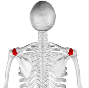 Bony Anatomy: Scapula: Acromion Process