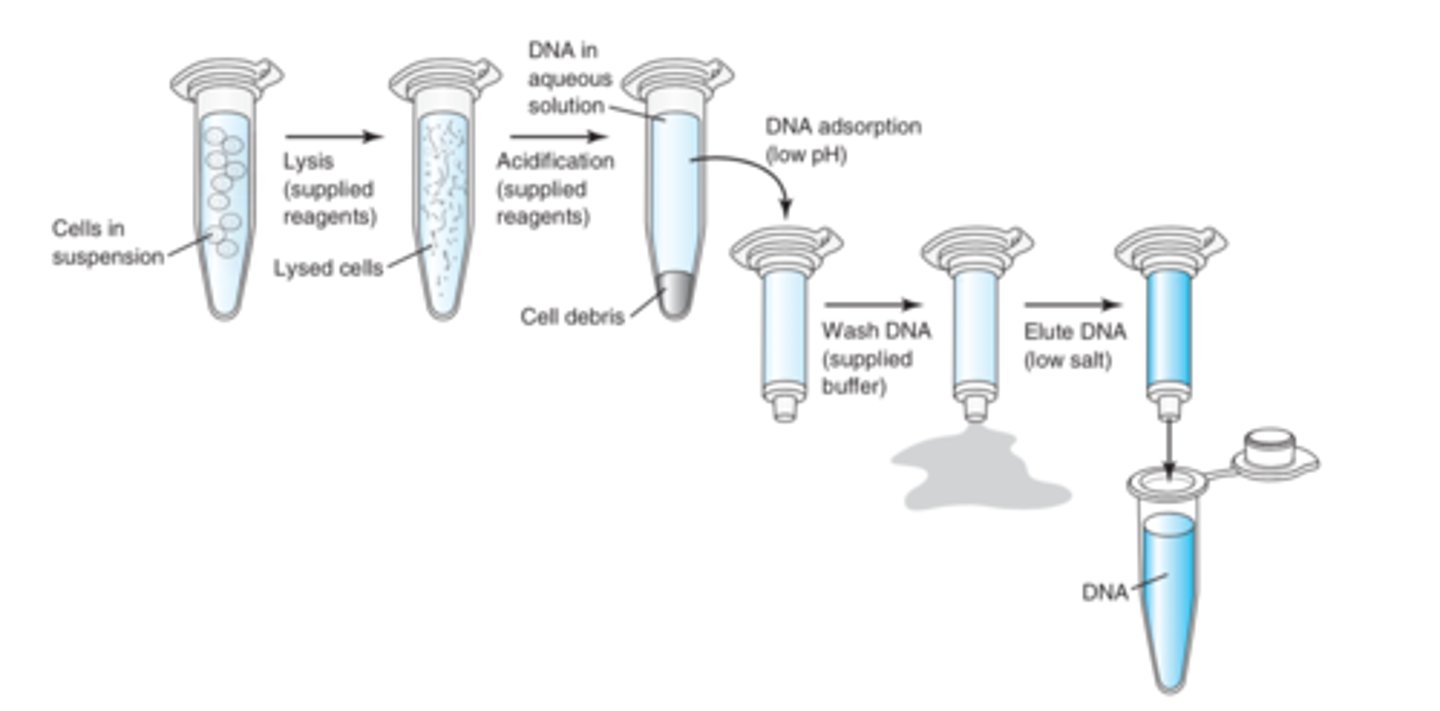 <p>1. Lyse (using supplied reagents)</p><p>2. Acidify (low pH using supplied reagents)</p><p>3. Transfer to column (adsorption)</p><p>4. Wash DNA using supplied buffer</p><p>5. Elute DNA using low salt</p>