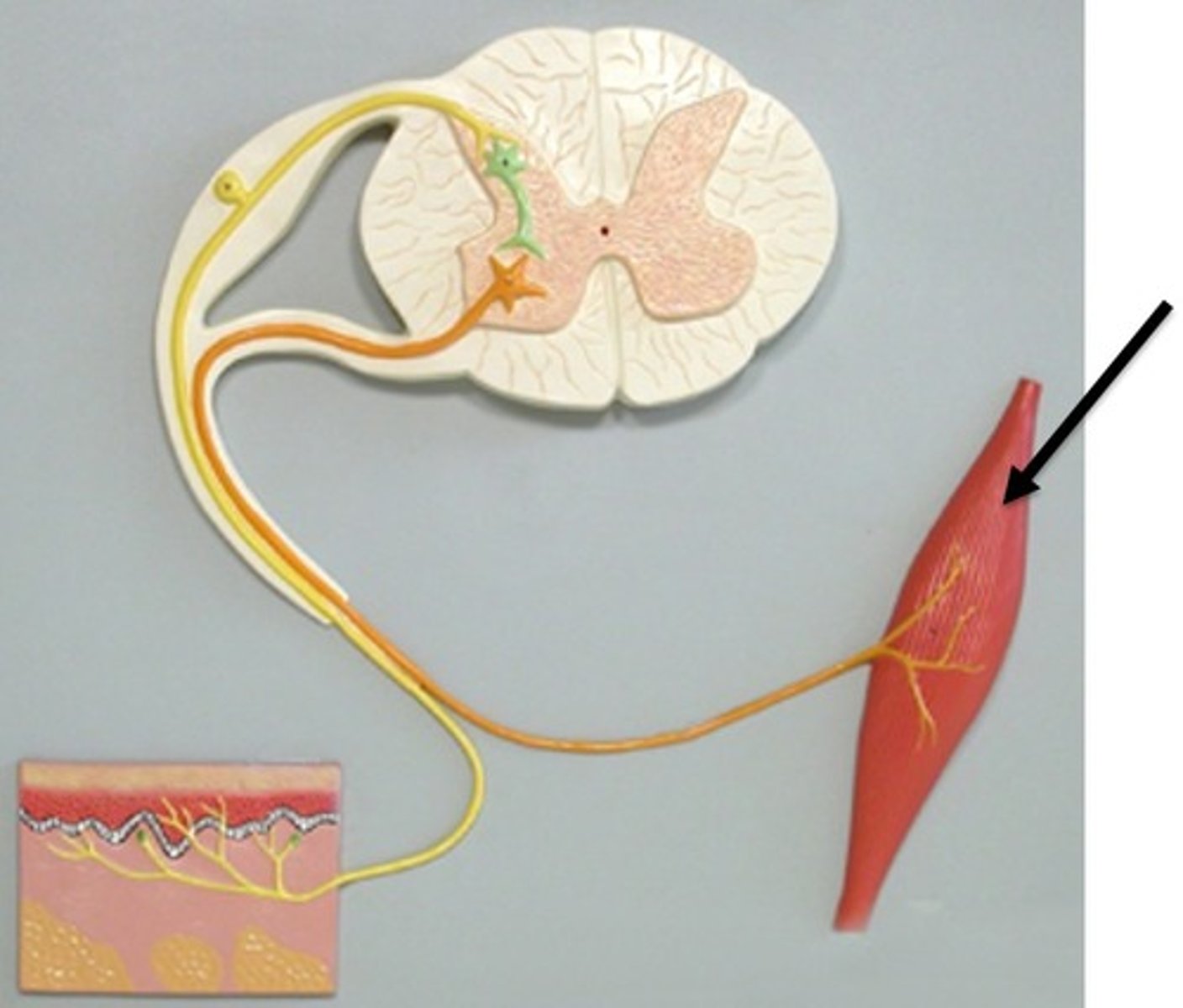 <p>Part of the body that acts in response to a stimulus. (usually the</p>