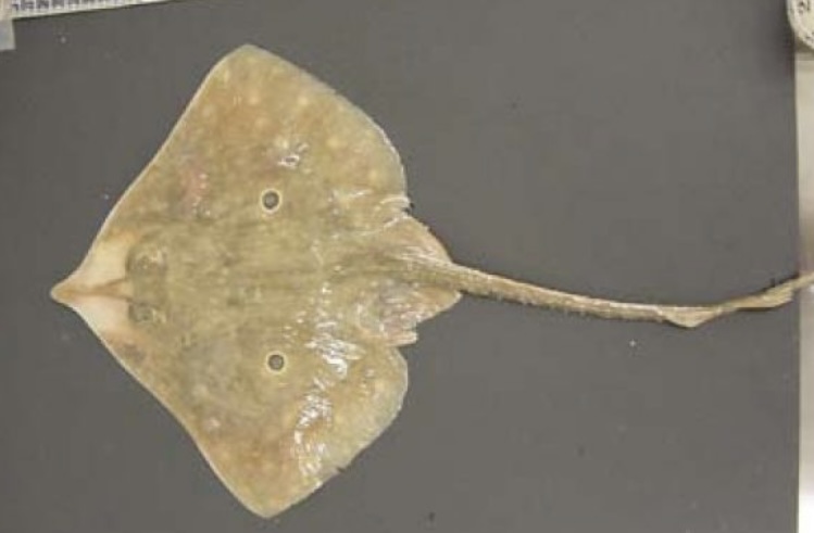 <p>2 Eye dark eye spots with white outlines on pectoral fins</p><p>Pointed snout with 2 translucent patches on either side</p><p></p>