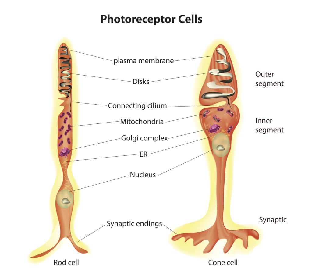 <p>Cone cells are photoreceptor cells located in the retina of the eye, primarily concentrated in the macula and fovea centralis. They are responsible for color vision, high visual acuity, and daylight vision. Cone cells contain photopigments that respond to different wavelengths of light, allowing for the perception of color. There are three types of cone cells, each sensitive to different colors: red, green, and blue.</p>