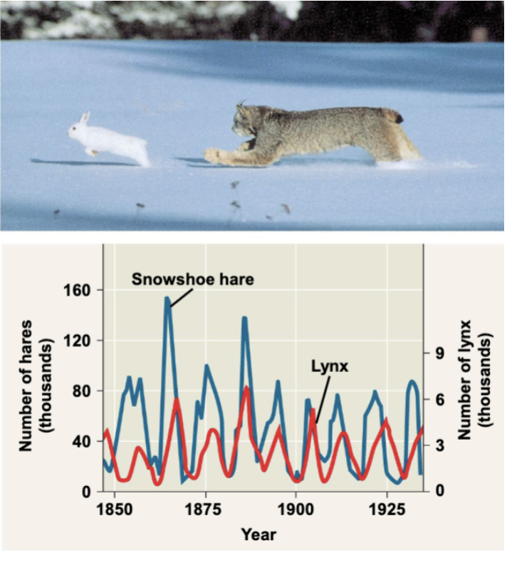 <ul><li><p>hare populations</p></li></ul><p>3  hypotheses proposed to explain the hare’s 10 year interval</p><ul><li><p><u>Hypothesis I</u>:  hare pop cycle follows a cycle of winter food supply</p><ul><li><p>if correct, cycles should stop if the food supply is increased</p></li><li><p>study provided additional food and the pop increased in size</p></li><li><p>no hares appeared to have died of starvation</p></li></ul></li><li><p><u>Hypothesis II:</u> hare pop cycle is driven by pressure from other predators</p><ul><li><p>study conducted, 90% of the hares were killed by predators</p></li><li><p>data support this hypothesis</p></li></ul></li><li><p><u>Hypothesis III</u>: hare pop cycle is linked to sunspot cycles</p><ul><li><p>sunspot activity affects light quality, which in turn effects the quality of the hares food</p></li><li><p>there is good correlation between sunspot activity and hare pop size</p></li></ul></li><li><p>both predation and sunspot activity regulate hare numbers and that food availability plays less important roles</p></li></ul><p></p>