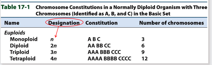 <p>- Monoploid: an individual of a "normally" diploid species with one copy of the basic chromosome set = n (not viable in humans)</p><p>- Euploid: has multiples of basic chromosome set (e.g Diploid is 2n (normal human), Triploid is 3n (aberrant euploidy)</p><p>- Polyploid: More then 2 sets</p>