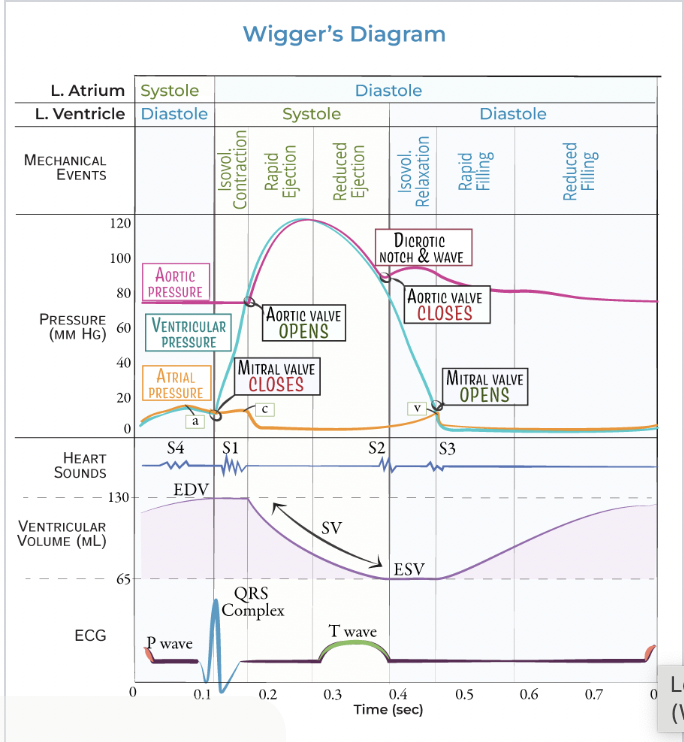 <p>involves sequential contraction of the atria and ventricles; combined electrical activity of the different myocardial cells produces electrical currents that spread through the body fluids (large enough to be detected by recording electrodes placed on the skin) </p>