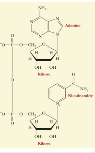 <p>Nicotinamide adenine dinucleotide (NAD<sup>+</sup>) is used in redox reactions in biology</p><p>Contains: </p><ol><li><p>Nicotinamide ring</p></li><li><p>Adenine ring</p></li><li><p>2 sugar-phosphate groups</p></li></ol><p></p>