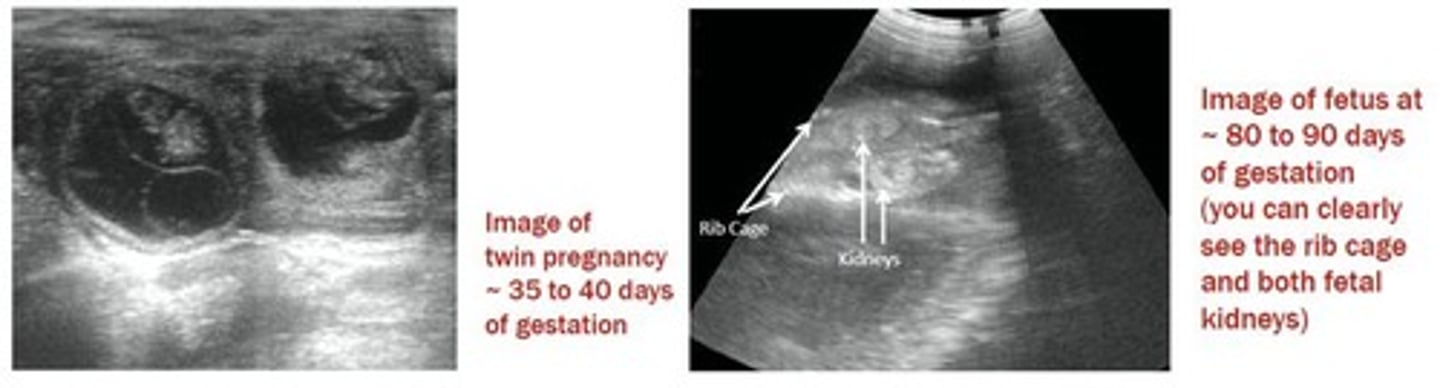 <p>A method usually completed between 45-90 days of gestation to detect pregnancy and assess foetal numbers.</p>